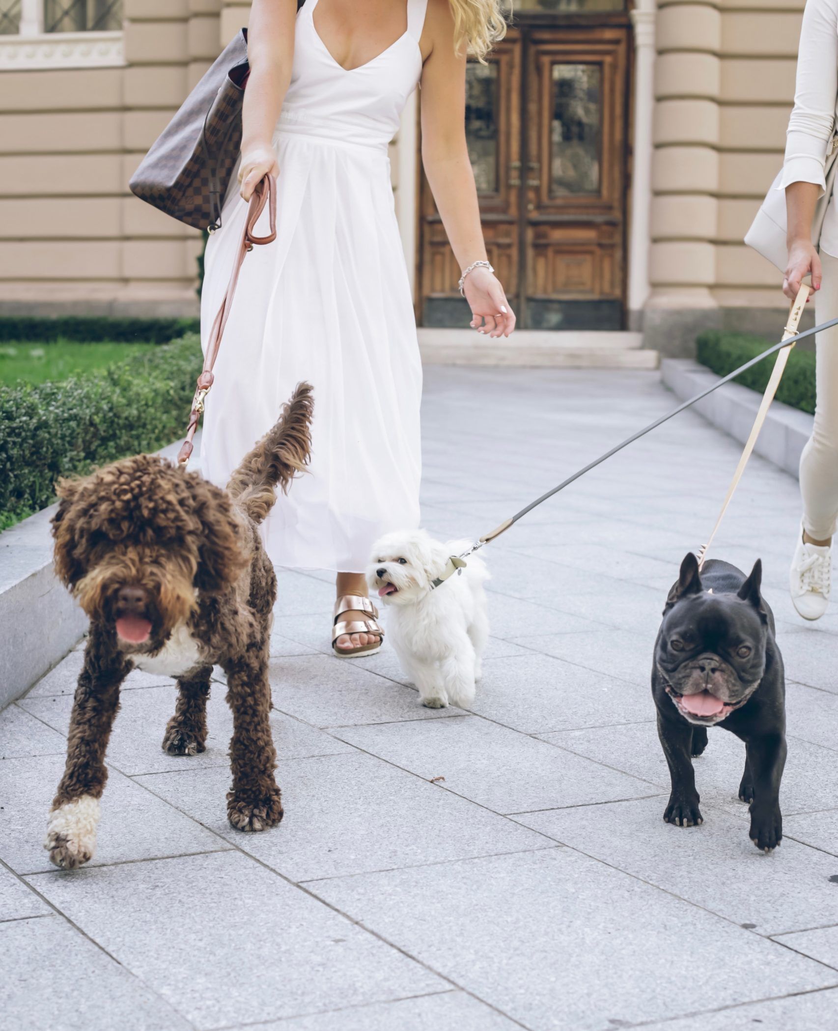 Women walking three happy dogs on sidewalk